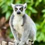 Lemurs fall prey to human herpes virus