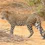 Raft of targeted conservation efforts may help boost leopard numbers in sub-Saharan Africa, study suggests