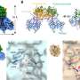 Long-overlooked gene for deglycosylating enzyme in fish embryo identified