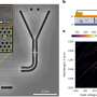 A longstanding quantum roadblock just fell, opening existing fiber networks to ultra-secure light signals