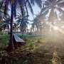 Lower-intensity coconut farming boosts yields and soil health in West Africa