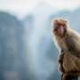 Like humans, some primates become cautious of germs in the wake of a viral outbreak