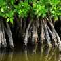 Good news for our coasts and climate: Mangrove forests are bouncing back