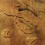 Mars express captures dozens of dust devils in Mars valley
