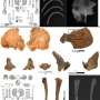 Scurvy's skeletal fingerprint found in California's Late Holocene archaeological sites