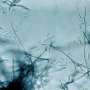 Megacluster of bacterial genes reveals four antibiotics that jointly starve rivals of biotin