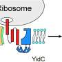 How proteins are inserted into cell membranes