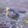 Mammals use the same underlying system—preserved through evolution—to process smells