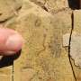 Brazilian microfossils interpreted as animal traces are actually algae and bacteria, research reveals