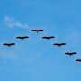 Climate change means an earlier spring, which can be disorienting and threatening for migrating birds