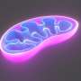 Study identifies key mechanism regulating how cells use fat to generate energy