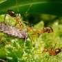 Invasive little fire ants prefer cooked beef, seeds over tuna