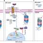 Molecular 'self-destruct' switch discovered: How stressed cells decide between survival and death