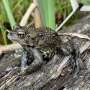 More Canadian than the beaver? Scientists discover a western toad found only in Canada