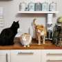 More cats: The key to happy countries?