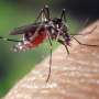 Wealthier North Carolina neighborhoods may be hotspots for insecticide-resistant tiger mosquitoes