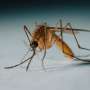 Mosquito-borne viruses avoid killing hosts by limiting protein output, study reveals