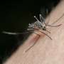 How the malaria parasite boosts its transmission potential under stress conditions