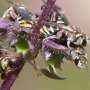 Most bees are solitary and don't live in hives: How climate change risks them starving