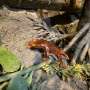 New species of proto-amphibian described by students, named in honor of their mothers