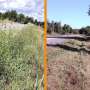 Mowing less, spraying smarter give pollinators a boost