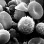 Advanced optical imaging reveals hidden activity in blood immune cells