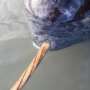 Scientists discover how narwhals grow nature's only straight tusk