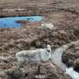 AI mapping reveals hidden stage of Arctic freeze with climate implications