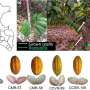 Native fine-flavor cacao can match commercial varieties in yield, study finds