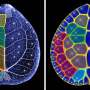 'Nature's algorithm' found in Chinese money plants