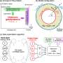 AI reconstructs hidden history of Earth's mantle flow from surface clues