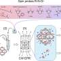 New analytical method reveals what happens inside tiny molecular frameworks