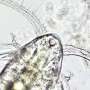 Ocean predator chemical cues could provide early warnings for toxic algal blooms