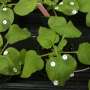 Leaf-based fluorescence test speeds search for plant gene-editing targets