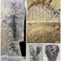 Strange 500-million-year-old marine fossils reveal a feeding strategy that still shapes oceans today