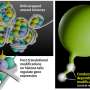 Histone acetylation sites reshape DNA condensates, revealing a potential gene-control mechanism