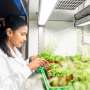 Discovery of enzymes that control pores on leaf surfaces could lead to drought-resistant crops