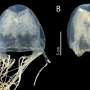 New species of venomous box jellyfish discovered in Singapore
