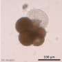 Tiny fossil shells hold two chemical signals that could skew past ocean temperatures