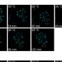 Heat shock reveals rapid protein-control system cells may use to survive