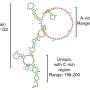 New type of human 'jumping gene' found in a poxvirus