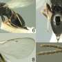New wasp species named after Ernest Hemingway amid efforts to control destructive sugar beet pest
