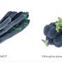 Newly discovered myxobacterium in a cyanobacterial community performs photosynthesis