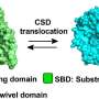 Newly identified marine bacterial enzyme opens new route to building bioactive compound libraries