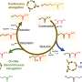 New biosynthetic pathway could expand production of high-value bio-based oils