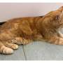 Nine lives and counting: Feline aging study marks nine years with new clinical trial