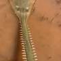 Northern Australia is a 'lifeboat' for critically endangered green sawfish