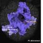 Energy production, virus defenses and toxin loading emerge as vulnerabilities in resistant bacteria