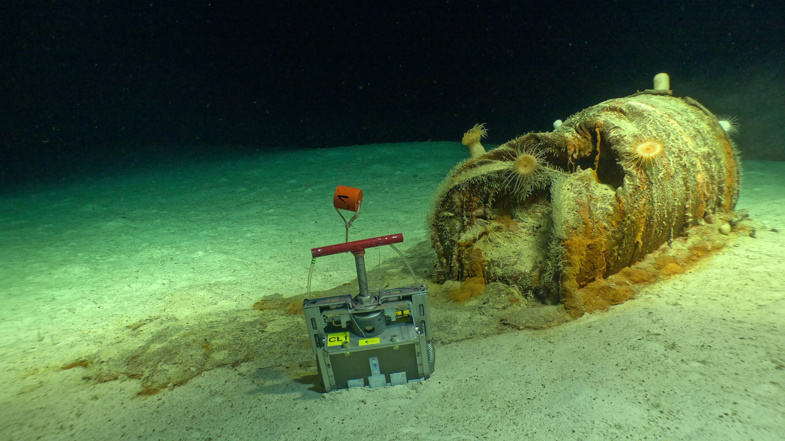 The Low-Level Waste Dumps in The Atlantic Have Become Ecosystems