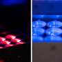 Color-sensing yeast could make biofactories more programmable and precise